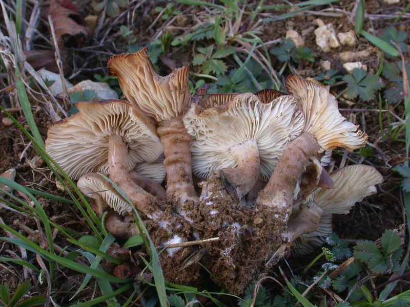 Escursione in cipresseta